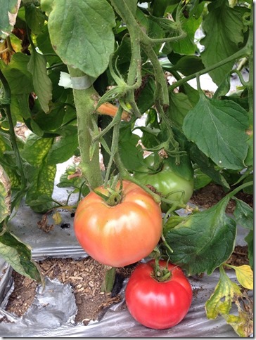 自然栽培　無農薬トマト