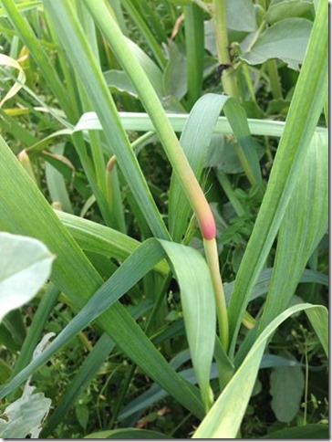 無農薬野菜　にんにくの芽