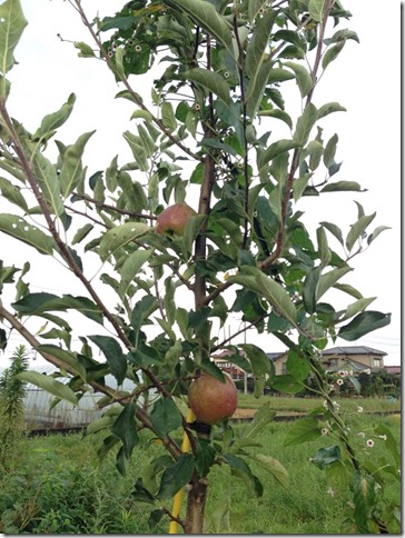 無肥料栽培　りんご