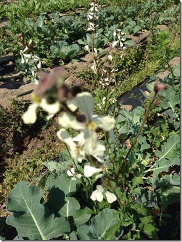 無農薬野菜　ルッコラの花