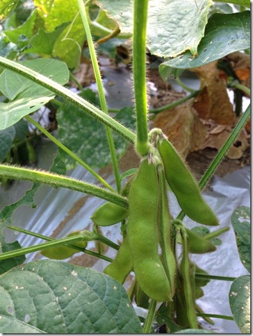 無肥料栽培　枝豆