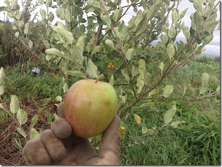自然栽培　りんご