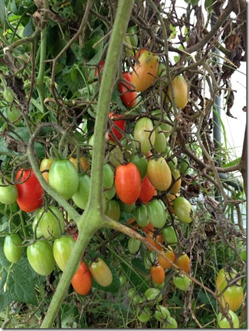 自然栽培　ミニトマト