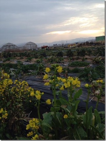 無農薬野菜　菜の花