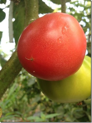 自然栽培トマト