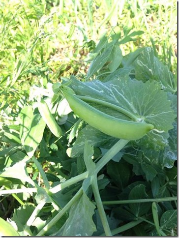 無農薬野菜　スナップエンドウ