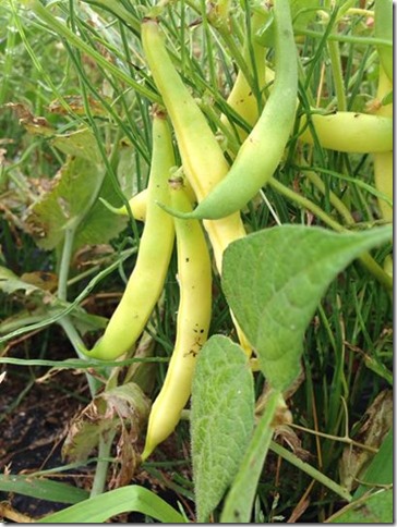 無農薬野菜　黄インゲン